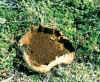 Patag_puffball.jpg (86280 bytes)