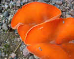 img_2149.jpg (116484 bytes)