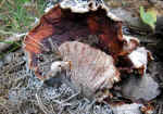 img_2164.jpg (255622 bytes)