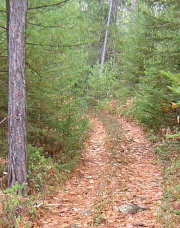 atv trail damage 035_small.jpg (82020 bytes)