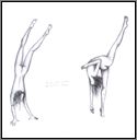 Gymnast
